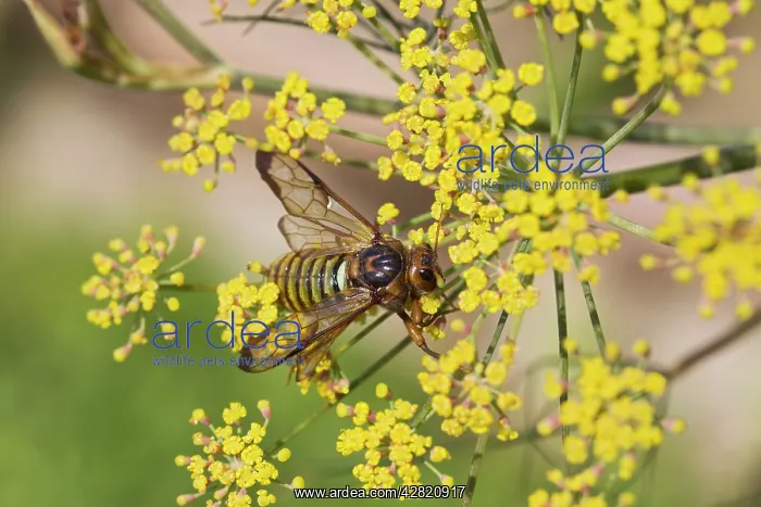 : Sawfly - adult on fennel - normally black - Britains : Sawfly - adult on fennel - normally black - Britains