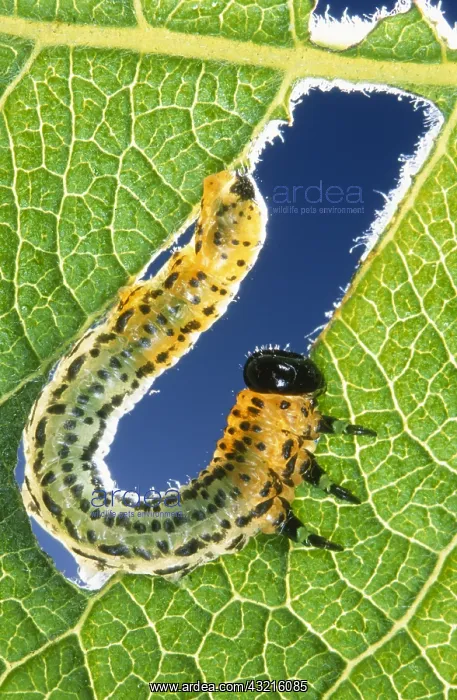 : Sawfly (Allantus scrophulariae) larva feeding o : Sawfly (Allantus scrophulariae) larva feeding o