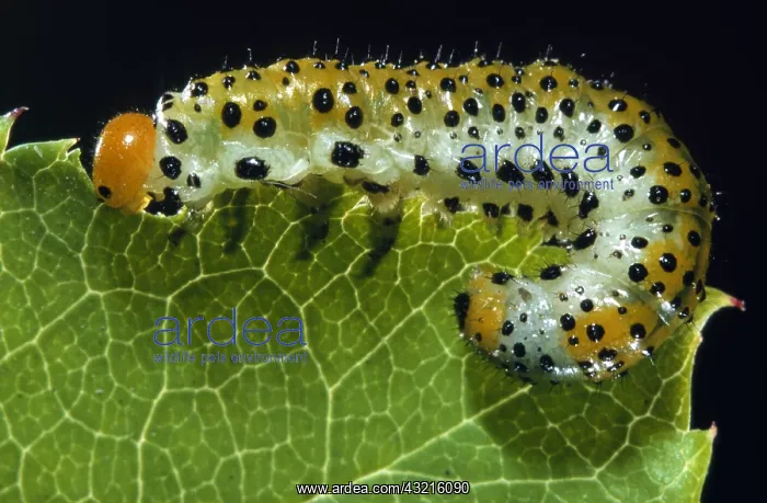 : Sawfly (Allantus scrophulariae) larva feeding o : Sawfly (Allantus scrophulariae) larva feeding o