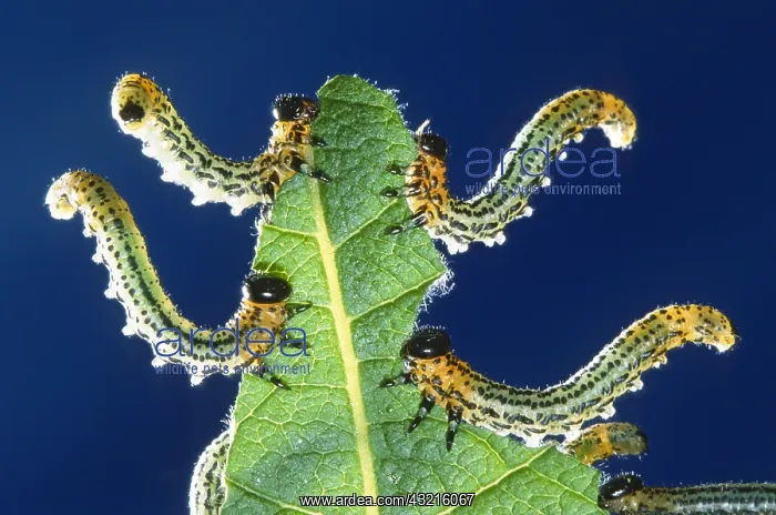: Sawfly (Allantus scrophulariae) larvae feeding : Sawfly (Allantus scrophulariae) larvae feeding