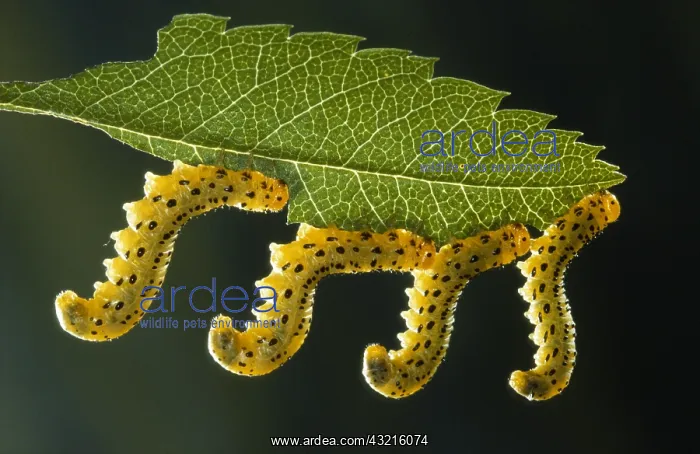 : Sawfly (Allantus scrophulariae) larvae feeding : Sawfly (Allantus scrophulariae) larvae feeding
