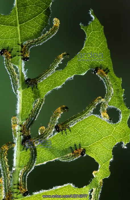 : Sawfly (Allantus scrophulariae) larvae feeding : Sawfly (Allantus scrophulariae) larvae feeding