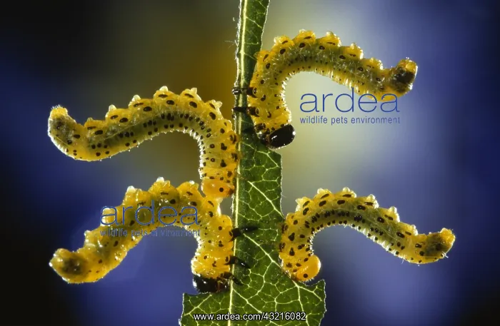 : Sawfly (Allantus scrophulariae) larvae feeding : Sawfly (Allantus scrophulariae) larvae feeding