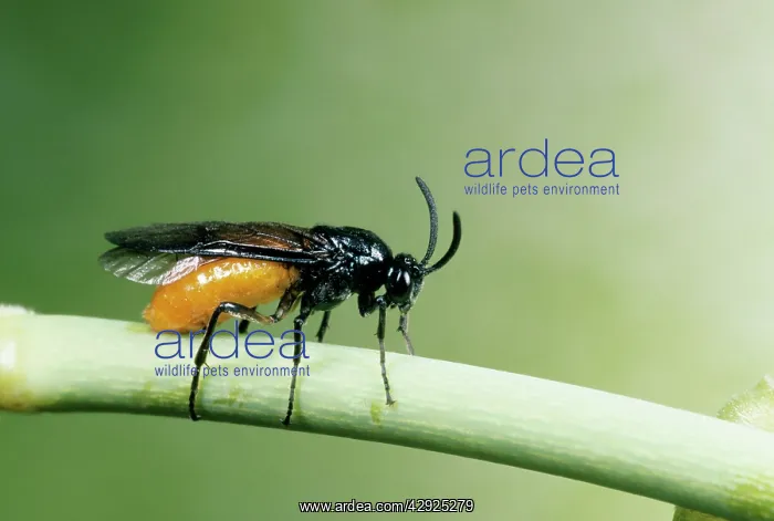 : Sawfly - Female laying eggs in rose stem : Sawfly - Female laying eggs in rose stem
