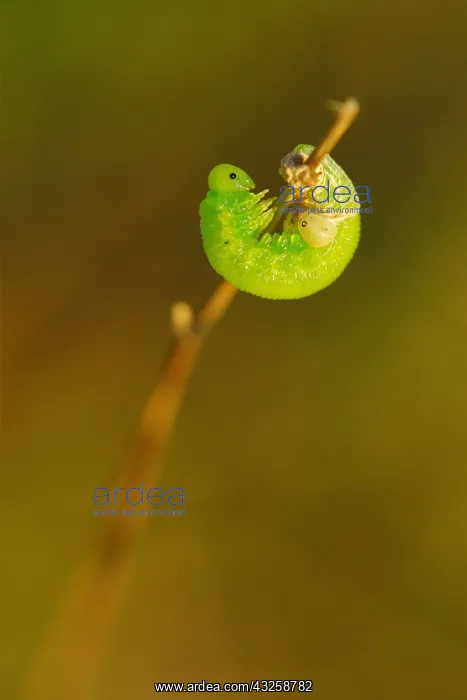 : Sawfly larva emerging from its larval envelope attached : Sawfly larva emerging from its larval envelope attached