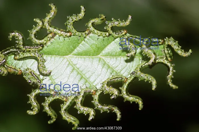 : Sawfly Larvae : Sawfly Larvae