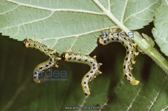 : SAWFLY LARVAE / Caterpillar on alder tree leaf : SAWFLY LARVAE / Caterpillar on alder tree leaf