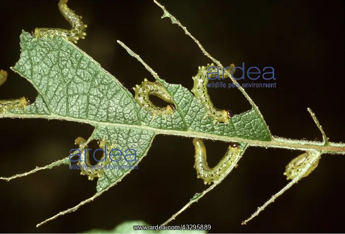 : SAWFLY larvae / caterpillars on damaged leaf : SAWFLY larvae / caterpillars on damaged leaf