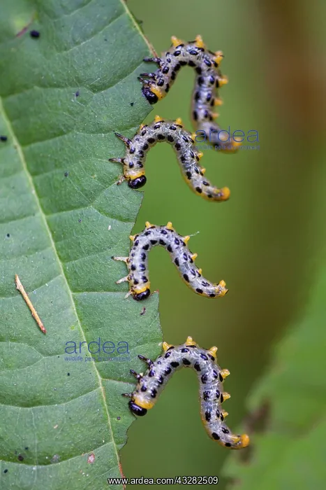 : Sawfly Larvae, feeding on leaves of Alder tree : Sawfly Larvae, feeding on leaves of Alder tree