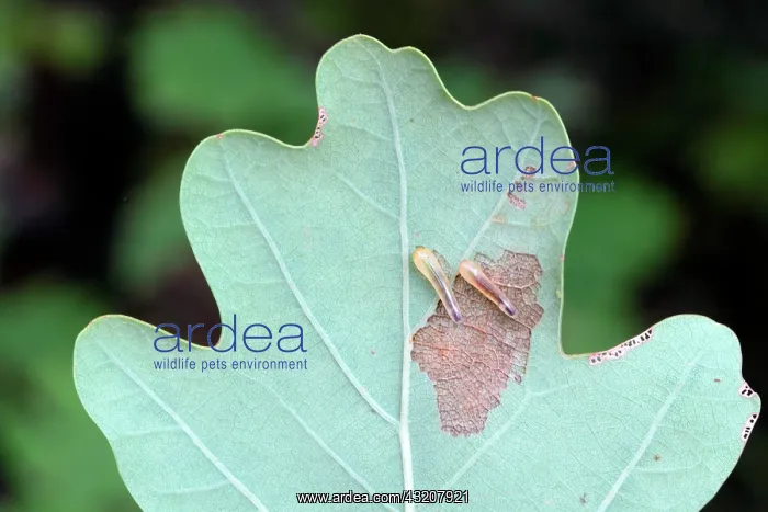: Sawfly larvae on oak leaf : Sawfly larvae on oak leaf