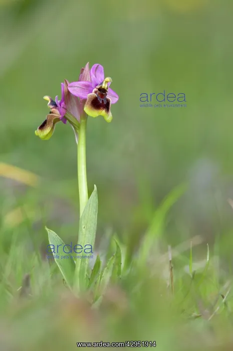  : Sawfly Orchid