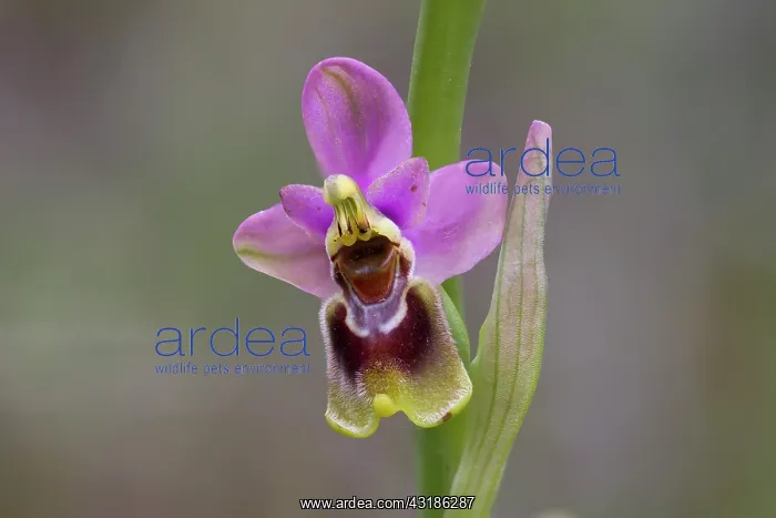 : Sawfly Orchid : Sawfly Orchid