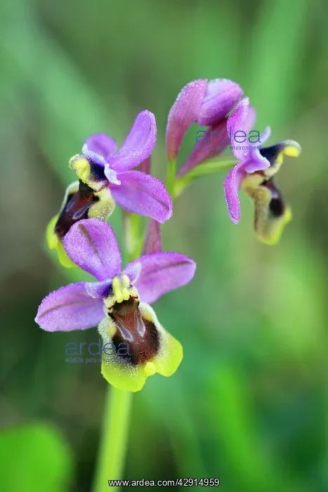 : Sawfly Orchid - flowering plant : Sawfly Orchid - flowering plant