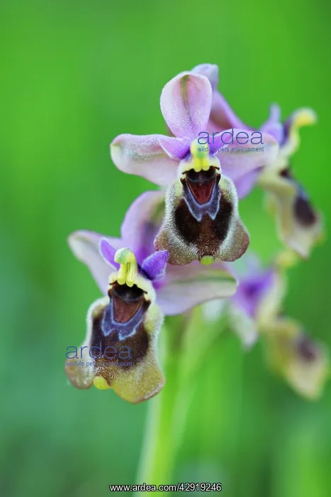 : Sawfly Orchid - flowering plant : Sawfly Orchid - flowering plant