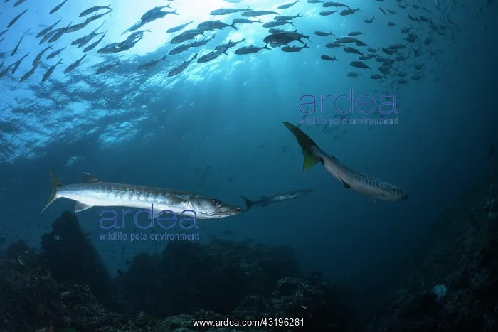 : Sawtooth barracuda (Sphyraena putnamae), Richelieu : Sawtooth barracuda (Sphyraena putnamae), Richelieu