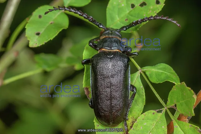 : The sawyer (Prionus coriarius) placed on the leaves : The sawyer (Prionus coriarius) placed on the leaves