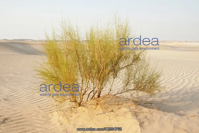 : Saxaul Tree - in Dew Forest habitat : Saxaul Tree - in Dew Forest habitat