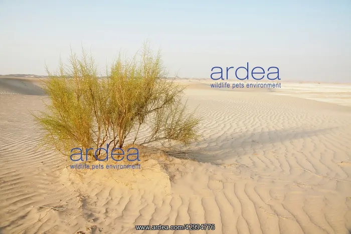 : Saxaul Tree - in Dew Forest habitat : Saxaul Tree - in Dew Forest habitat