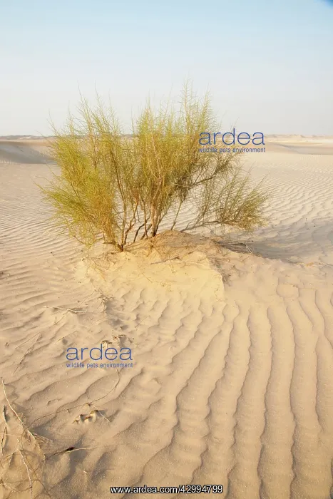 : Saxaul Tree - in Dew Forest habitat : Saxaul Tree - in Dew Forest habitat