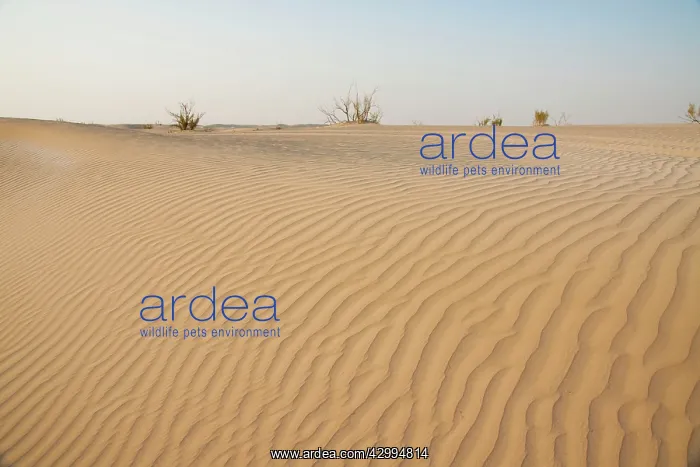 : Saxaul Trees - in Dew Forest habitat : Saxaul Trees - in Dew Forest habitat