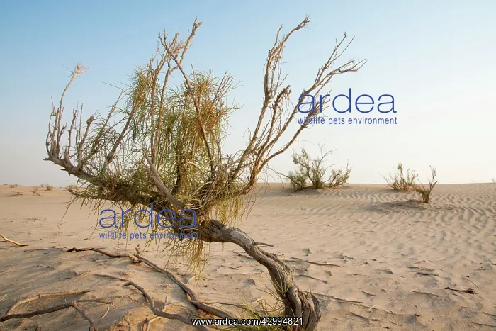 : Saxaul Trees - in Dew Forest habitat : Saxaul Trees - in Dew Forest habitat