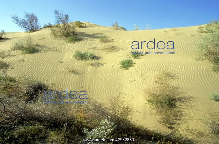 : Saxaul trees and a mixture of other trees and bushes : Saxaul trees and a mixture of other trees and bushes