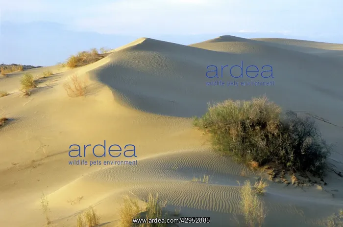 : Saxaul Trees - on wind-shaped sand dunes : Saxaul Trees - on wind-shaped sand dunes