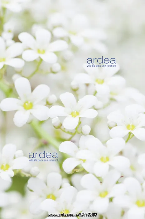 : Saxifraga Tumbling waters, Saxifrage, White, Evergreen, Pe : Saxifraga Tumbling waters, Saxifrage, White, Evergreen, Pe