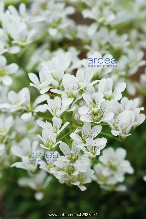: Saxifrage, Saxifraga Alan Hayhurst : Saxifrage, Saxifraga Alan Hayhurst