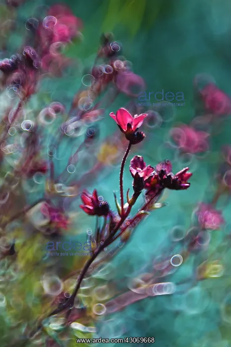 : Saxifrage. Saxifraga cultivar, Branched stem of small : Saxifrage. Saxifraga cultivar, Branched stem of small