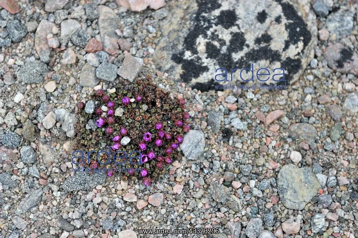: Saxifrage (Saxifraga oppositifolia) on pebbles : Saxifrage (Saxifraga oppositifolia) on pebbles