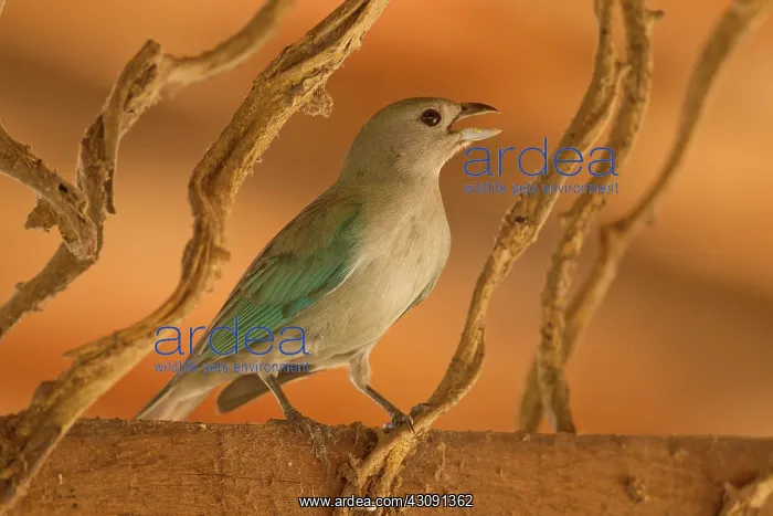  : Sayaca Tanager