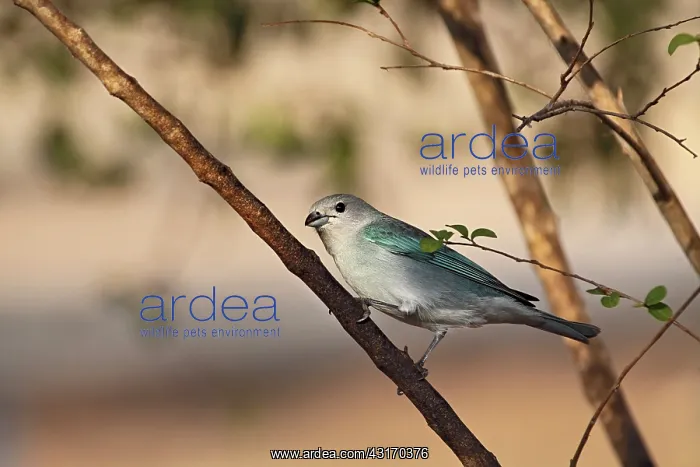 : Sayaca Tanager : Sayaca Tanager