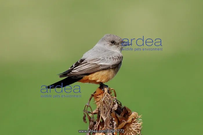 : Say's Phoebe