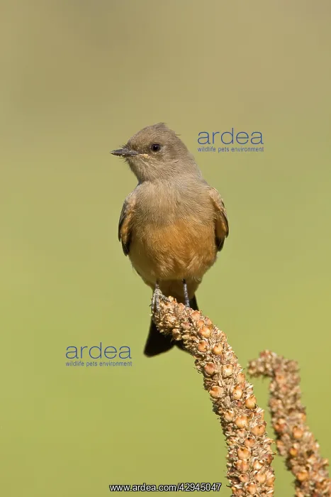  : Say's Phoebe