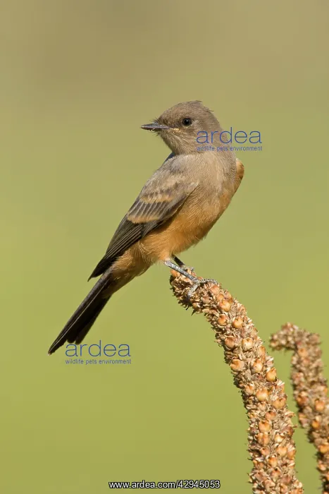  : Say's Phoebe