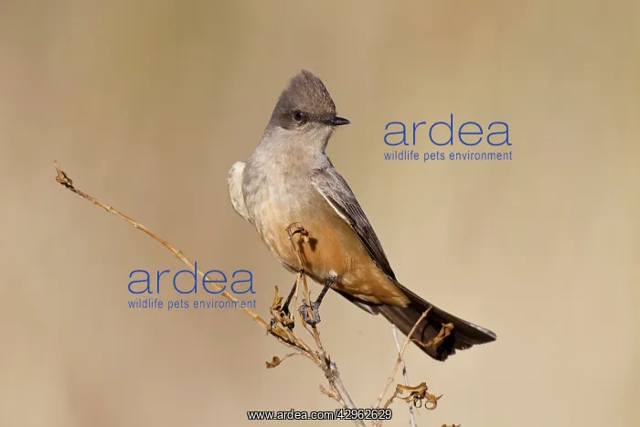  : Say's Phoebe