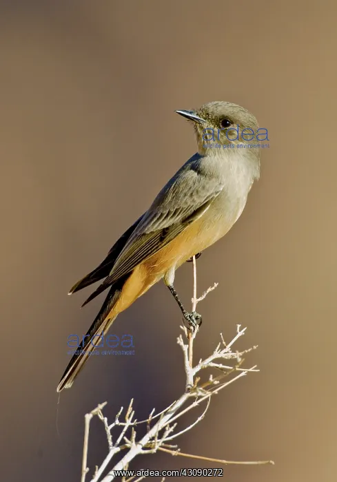 : Say's Phoebe : Say's Phoebe