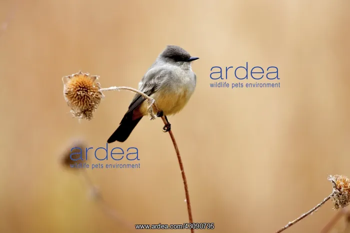 : Say's Phoebe : Say's Phoebe