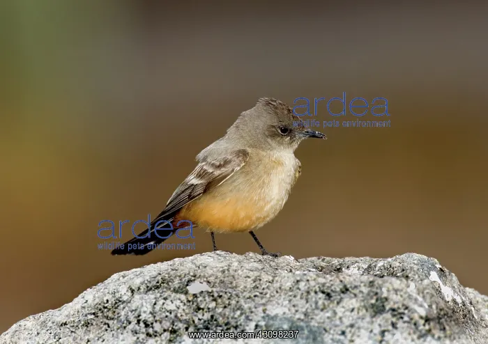 : Say's Phoebe : Say's Phoebe