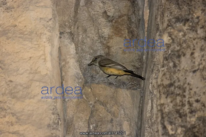 : Say's Phoebe : Say's Phoebe