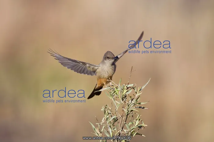 : Say's Phoebe - in flight : Say's Phoebe - in flight
