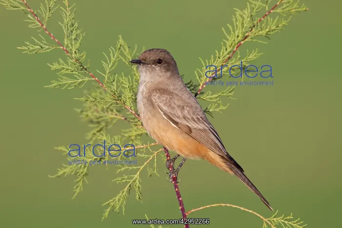 : Say's Phoebe - January : Say's Phoebe - January