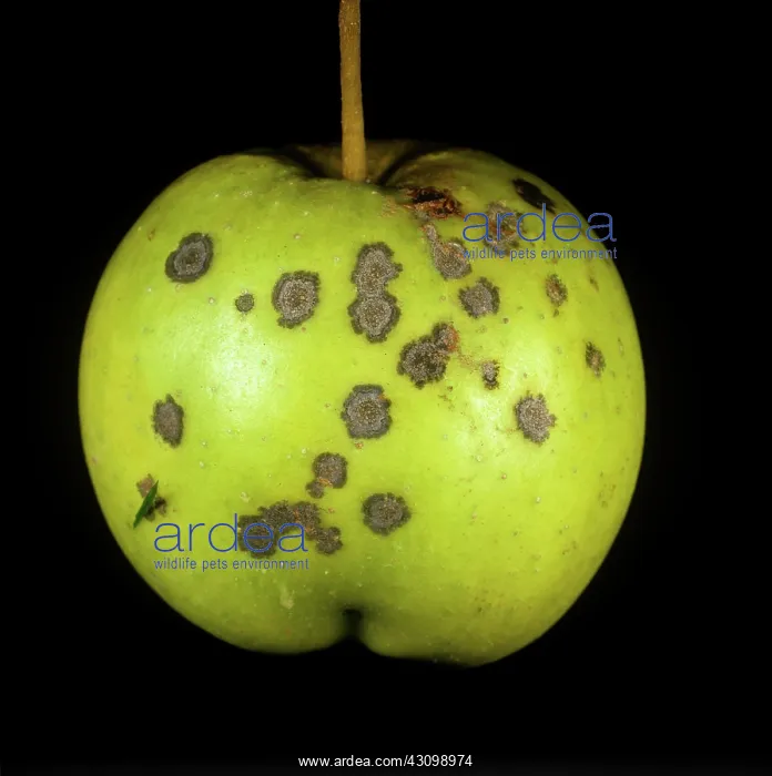 : Scab Spots on Apple : Scab Spots on Apple