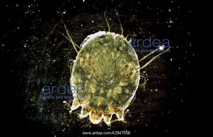 : Scabies Mite : Scabies Mite
