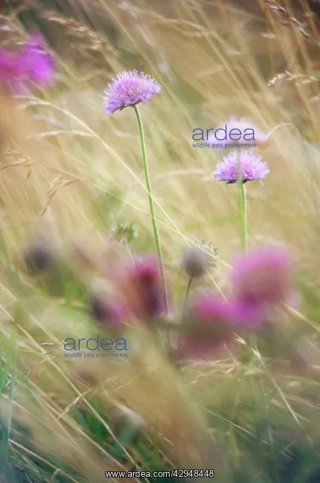 : Scabious, Scabiosa : Scabious, Scabiosa