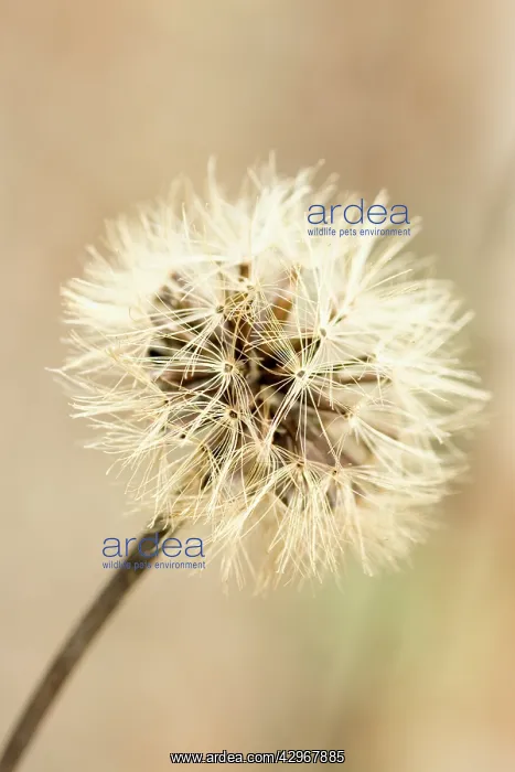 : Scabious, Pterocephalus lasiospermus : Scabious, Pterocephalus lasiospermus