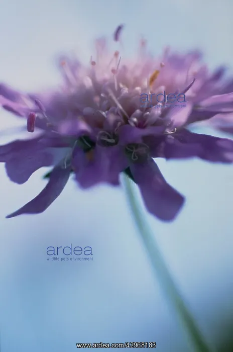: Scabious, Field scabious, Knautia arvensis : Scabious, Field scabious, Knautia arvensis