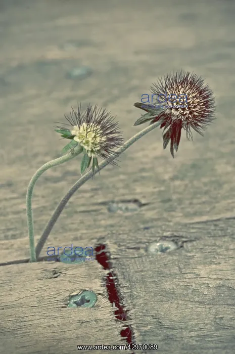 : Scabious, Scabiosa lucida : Scabious, Scabiosa lucida