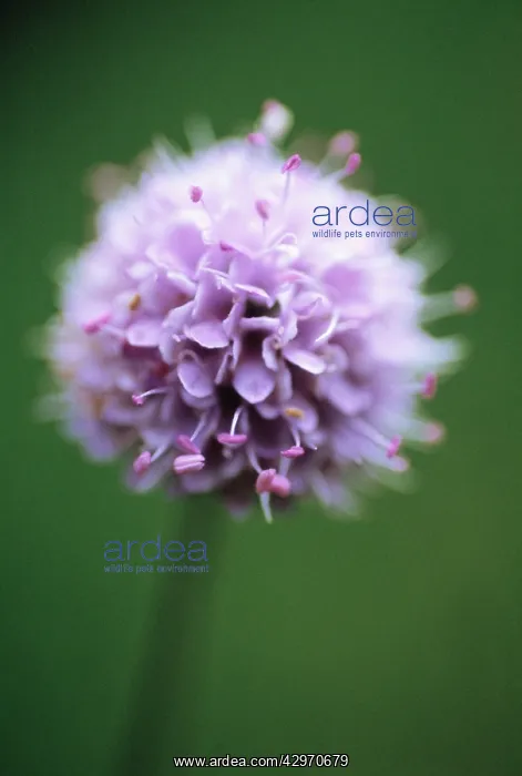 : Scabious, Scabiosa australis : Scabious, Scabiosa australis